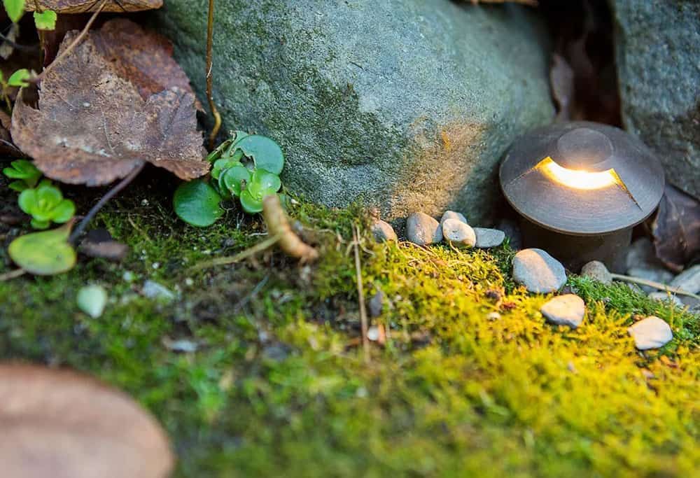 Coastal Niche Lights