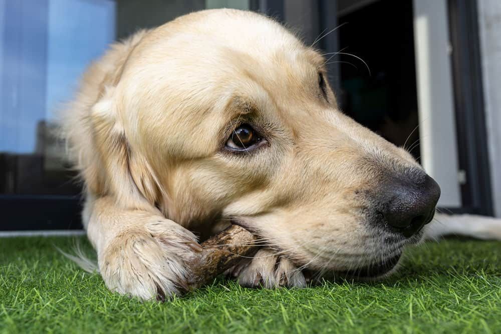 Puppy Artificial Turf - No Pet Stains
