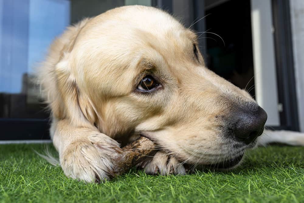 Puppy Artificial Turf - No Pet Stains